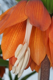 Kaiserkrone (Fritillaria imperialis)