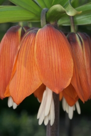 Kaiserkrone (Fritillaria imperialis)