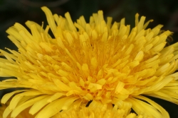 Gewhnlicher Lwenzahn (Taraxacum officinalis)