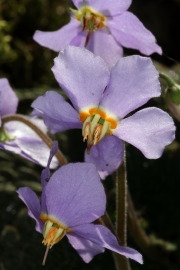 Pyrenen-Felsenteller (Ramonda myconi)