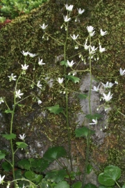 Rundblttriger Steinbrech (Saxifraga rotundifolia)