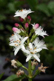 Fieberklee (Menyanthes trifoliata) 