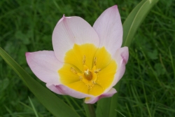 Felsen-Tulpe (Tulipa saxatilis)
