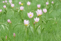 Felsen-Tulpe (Tulipa saxatilis)
