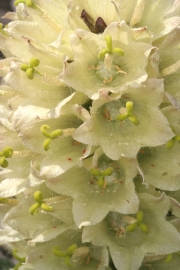 Strauß-Glockenblume (Campanula thyrsoides) 