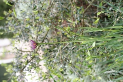 Bocksbart (Tragopogon porrifolius)