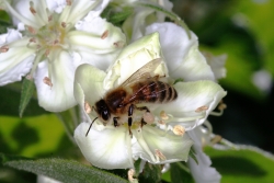 Mispel (Mespilus germanica)  - Blte mit Biene