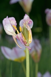 Felsen-Tulpe (Tulipa saxatilis) 