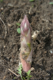Spargel (Asparagus officinalis) 