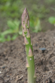 Spargel (Asparagus officinalis) 