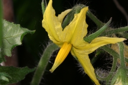 Tomate (Solanum lycopersicum) - Blte 