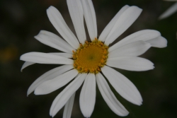 Straubltige Wucherblume (Tanacetum corymbosum)