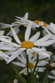 Straubltige Wucherblume (Tanacetum corymbosum)