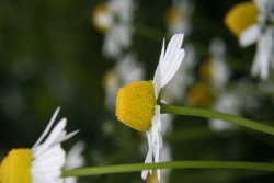 Echte Kamille (Matricaria chamomilla)