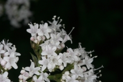 Echter Baldrian (Valeriana officinalis)