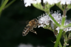 Echter Baldrian (Valeriana officinalis) - Honigbiene