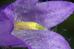 Nesselblttrige Glockenblume (Campanula trachelium)