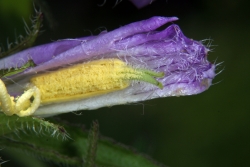 Nesselblttrige Glockenblume (Campanula trachelium) 