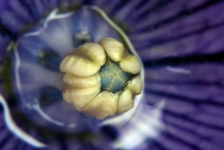 obltige Ballonblume (Platycodon grandiflorus)  - frhes mnnliches Stadium derBlte