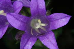 Knuel-Glockenblume (Campanula glomerata)
