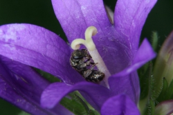 Knuel-Glockenblume (Campanula glomerata)