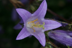 Grossek-Glockenblume (Campanula grossekii)