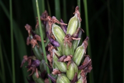 geflecktes Knabenkraut (Dactylorhiza maculata) 