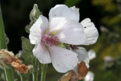 Echter Eibisch (Althaea officinalis) 