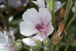Echter Eibisch (Althaea officinalis) 