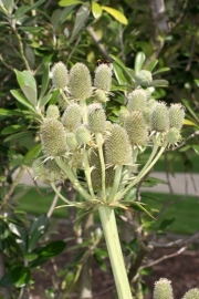 Agavenblttrige Mannstreu (Eryngium agavifolium) 