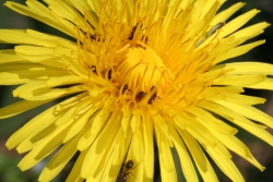 Gewhnlicher Lwenzahn (Taraxacum officinalis)