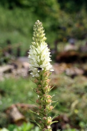 Strauß-Glockenblume (Campanula thyrsoides) 