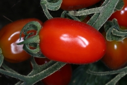 Tomate (Solanum lycopersicum)  - Sorte: Chinesische Cocktailtomate - Frucht