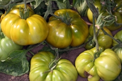 Tomate (Solanum lycopersicum)  - Sorte: Evergreen - Frucht