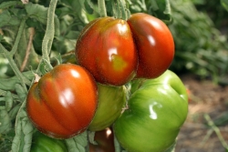 Tomate (Solanum lycopersicum)  - Sorte: Black Krim - Frucht
