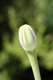Weichhaariges Schwefelkrbchen (Urospermum dalechampii)  - Knospe