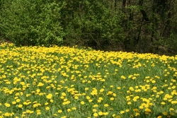 Gewhnlicher Lwenzahn (Taraxacum officinalis)