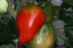 Tomate (Solanum lycopersicum)  - Sorte: Andenhorn - Frucht
