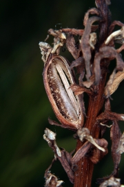 geflecktes Knabenkraut (Dactylorhiza maculata)  - leere Kapselfrucht