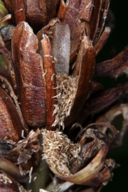 geflecktes Knabenkraut (Dactylorhiza maculata) - geffnete Kapselfrucht mit Samen