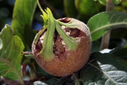 Mispel (Mespilus germanica)  - Frucht