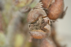 Wolliger Fingerhut (Digitalis lanata) - Frucht