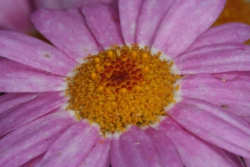 Strauchmargerite (Argyranthemum frutescens)