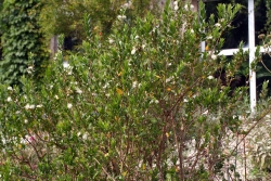 Myrte (Myrtus communis) 