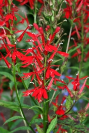 Kardinal-Lobelie (Lobelia cardinalis) 