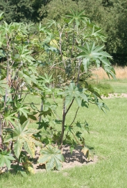 Wunderbaum (Ricinus communis) 