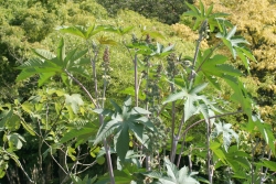 Wunderbaum (Ricinus communis) 