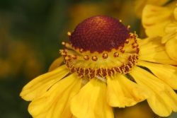 Sonnenbraut (Helenium x hybride)