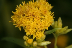 Grasblättrige Goldspitze (Euthamia graminifolia)