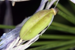 Schmucklilie (Agapanthus africanus)  - unreife Frucht